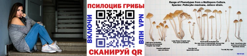 Псилоцибиновые грибы Psilocybe Малая Вишера